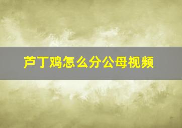 芦丁鸡怎么分公母视频