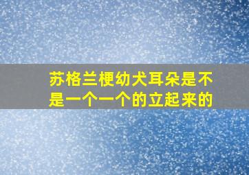 苏格兰梗幼犬耳朵是不是一个一个的立起来的