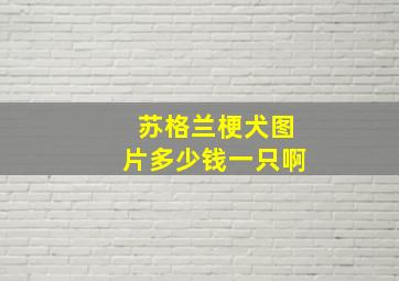 苏格兰梗犬图片多少钱一只啊