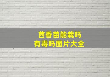 茴香苗能栽吗有毒吗图片大全