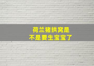 荷兰猪拱窝是不是要生宝宝了