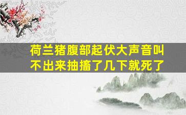 荷兰猪腹部起伏大声音叫不出来抽搐了几下就死了