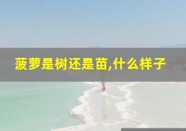 菠萝是树还是苗,什么样子