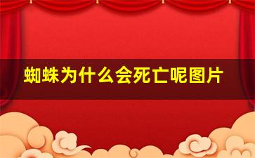 蜘蛛为什么会死亡呢图片