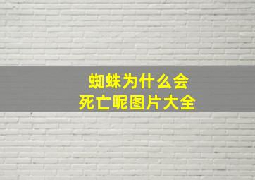 蜘蛛为什么会死亡呢图片大全