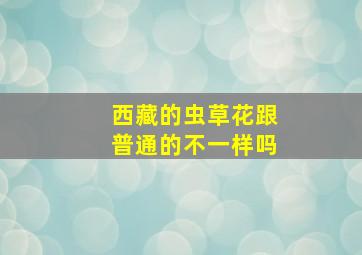 西藏的虫草花跟普通的不一样吗