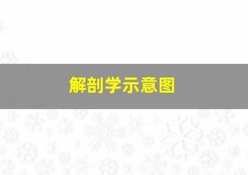 解剖学示意图