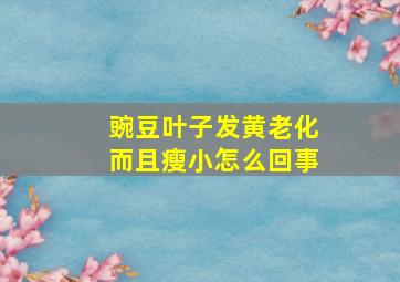 豌豆叶子发黄老化而且瘦小怎么回事