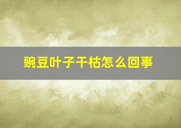 豌豆叶子干枯怎么回事