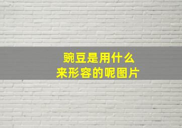 豌豆是用什么来形容的呢图片