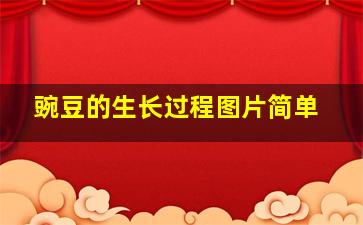 豌豆的生长过程图片简单