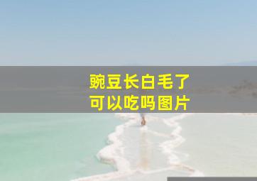 豌豆长白毛了可以吃吗图片