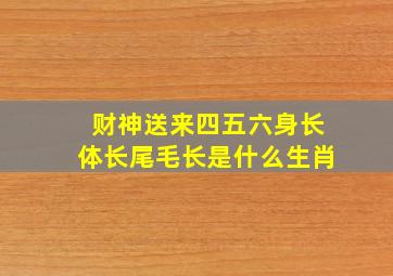 财神送来四五六身长体长尾毛长是什么生肖