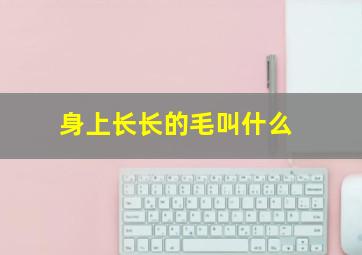 身上长长的毛叫什么