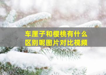 车厘子和樱桃有什么区别呢图片对比视频