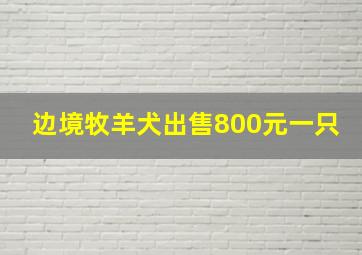 边境牧羊犬出售800元一只