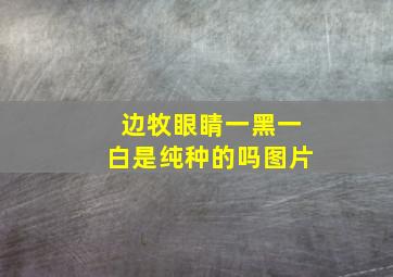 边牧眼睛一黑一白是纯种的吗图片