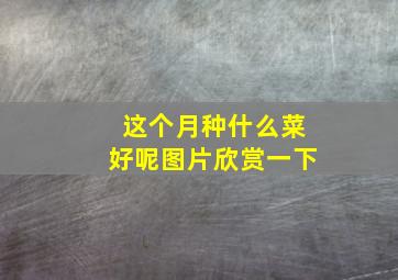 这个月种什么菜好呢图片欣赏一下