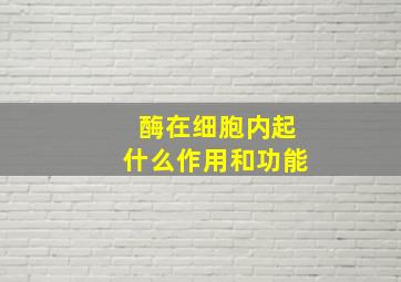 酶在细胞内起什么作用和功能