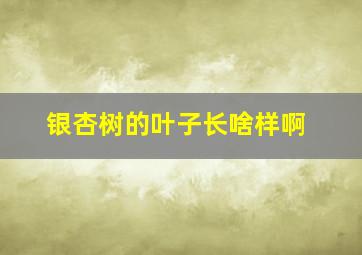 银杏树的叶子长啥样啊