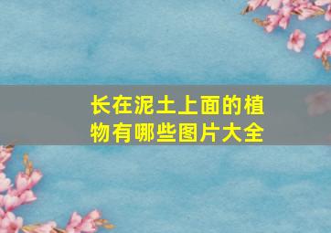 长在泥土上面的植物有哪些图片大全