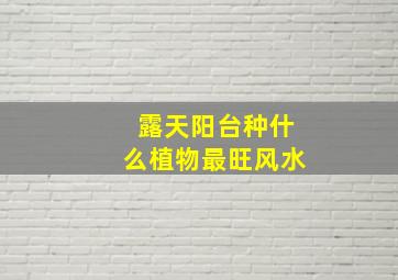 露天阳台种什么植物最旺风水