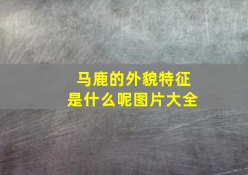 马鹿的外貌特征是什么呢图片大全