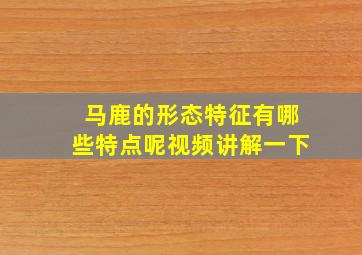 马鹿的形态特征有哪些特点呢视频讲解一下