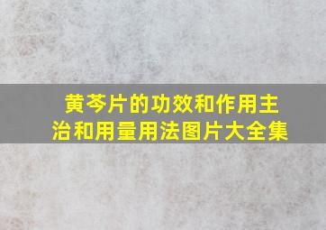 黄芩片的功效和作用主治和用量用法图片大全集