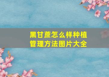 黑甘蔗怎么样种植管理方法图片大全