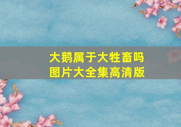 大鹅属于大牲畜吗图片大全集高清版