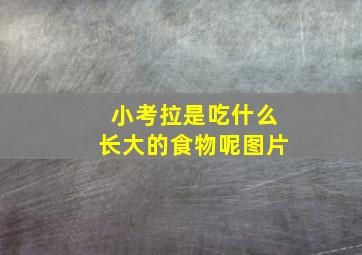 小考拉是吃什么长大的食物呢图片