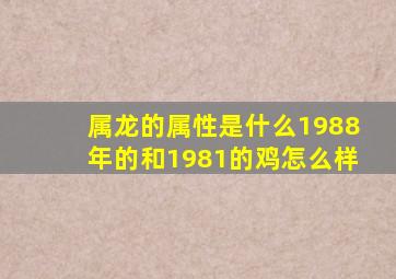 属龙的属性是什么1988年的和1981的鸡怎么样