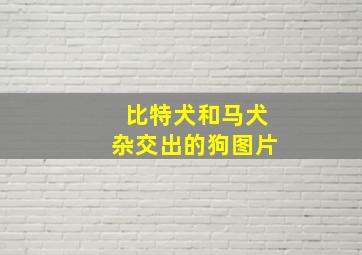 比特犬和马犬杂交出的狗图片