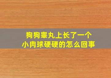 狗狗睾丸上长了一个小肉球硬硬的怎么回事