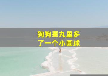 狗狗睾丸里多了一个小圆球