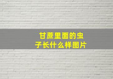 甘蔗里面的虫子长什么样图片