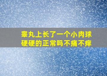 睾丸上长了一个小肉球硬硬的正常吗不痛不痒