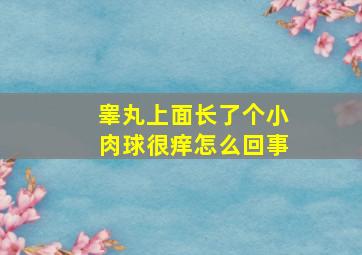 睾丸上面长了个小肉球很痒怎么回事