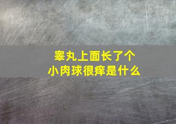 睾丸上面长了个小肉球很痒是什么