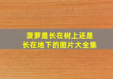 菠萝是长在树上还是长在地下的图片大全集