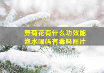 野菊花有什么功效能泡水喝吗有毒吗图片