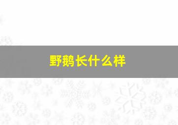 野鹅长什么样